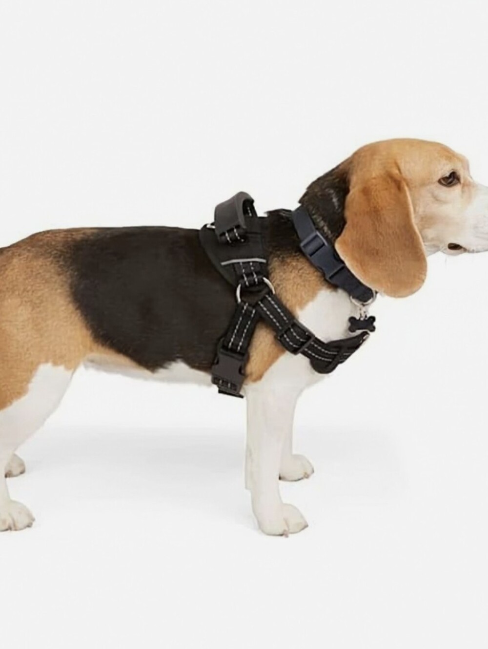 Every Yay Embrace The Pace Training Dog Harness